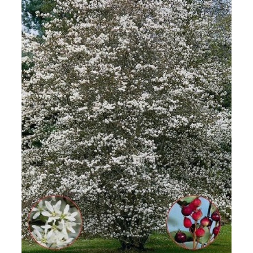 Häggmispel – Amelanchier lamarckii - C20 6/8 150 CM Stem